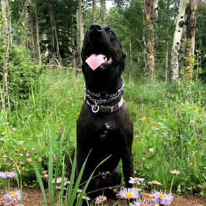 Meet your Posher, Natalie